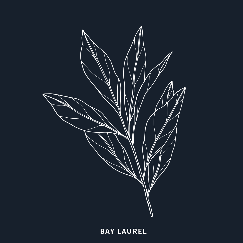 月桂 | Bay