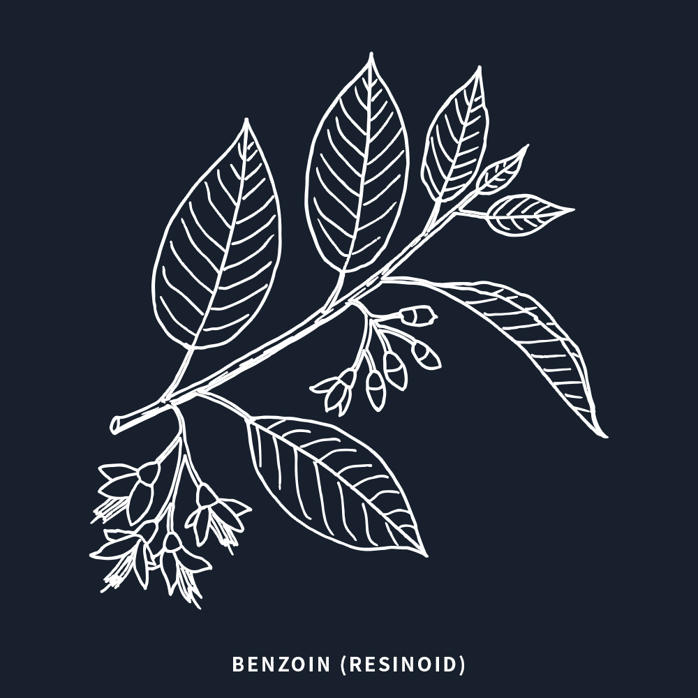 安息香 | Benzoin