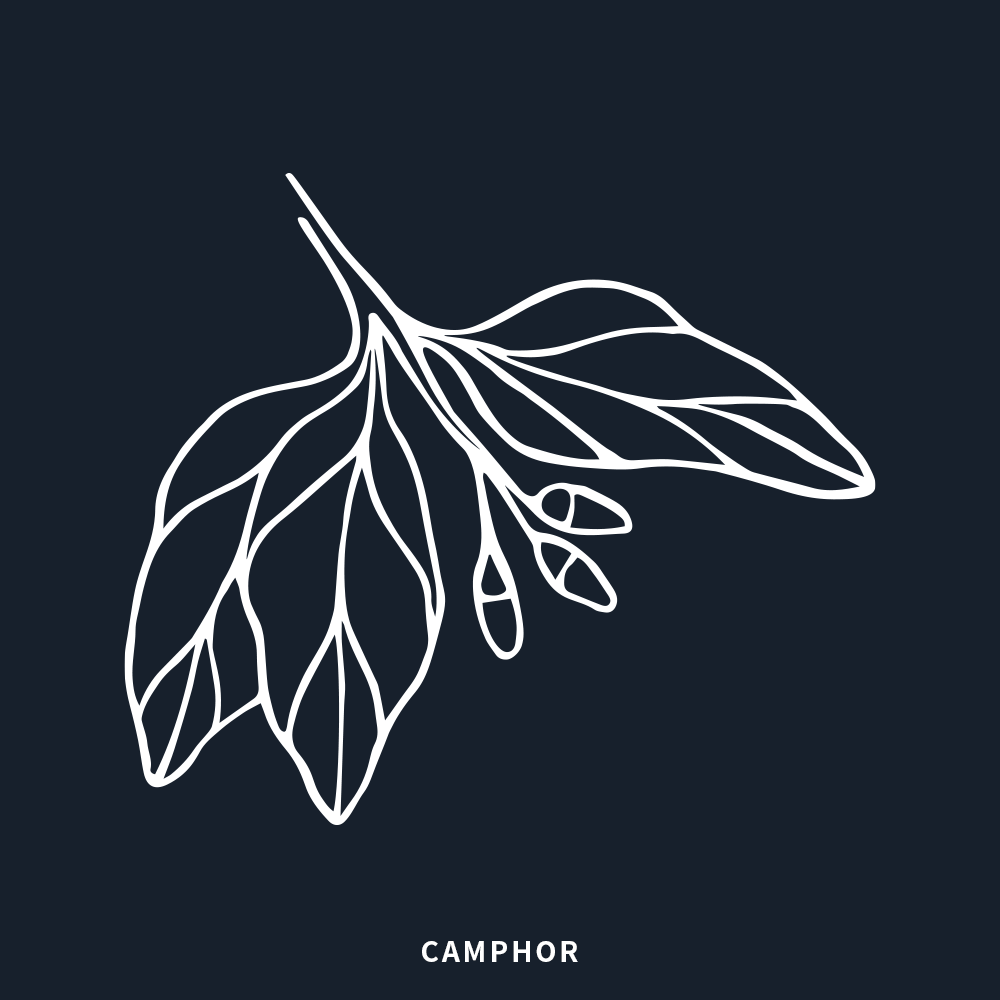 樟樹 | Camphor