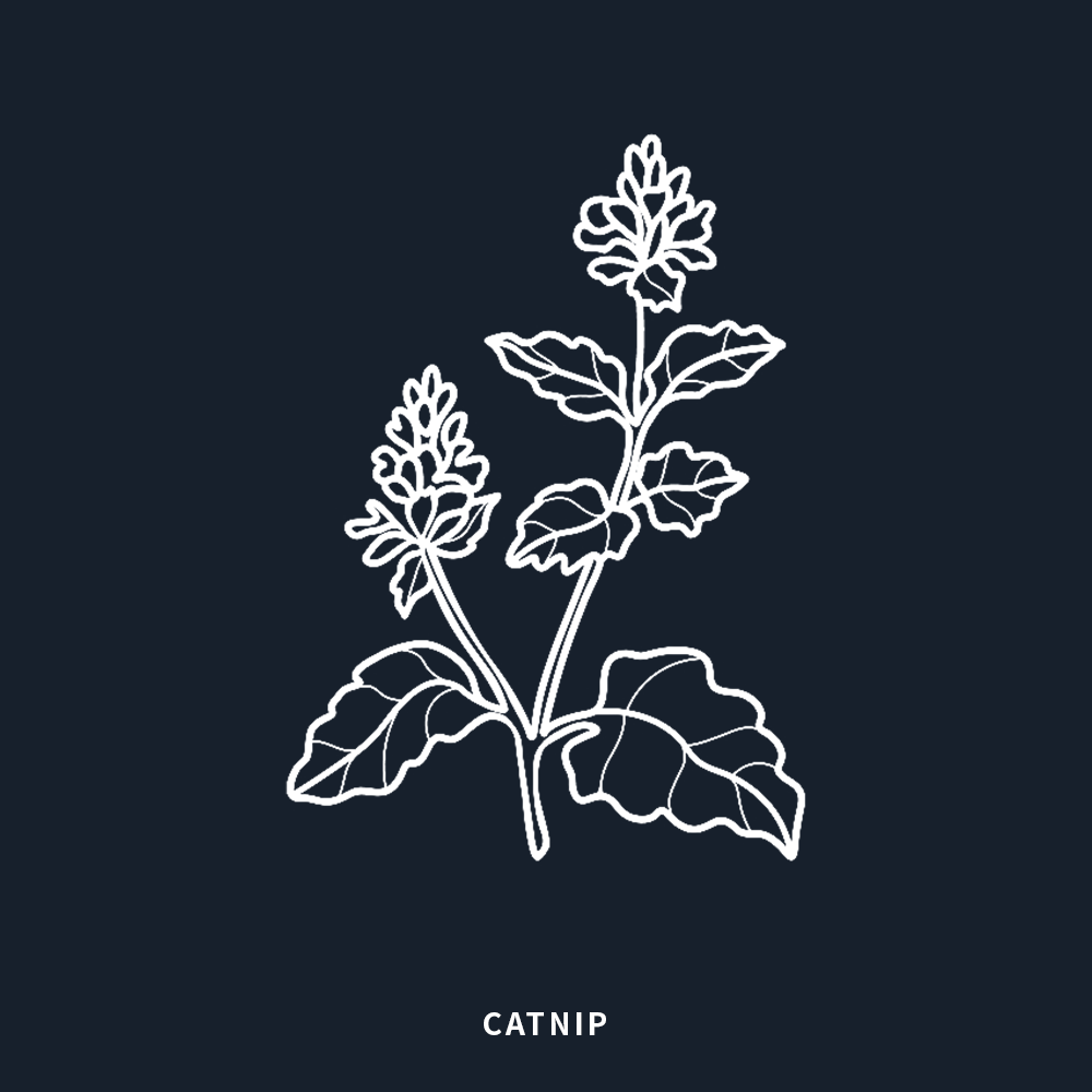 貓薄荷 | Catnip