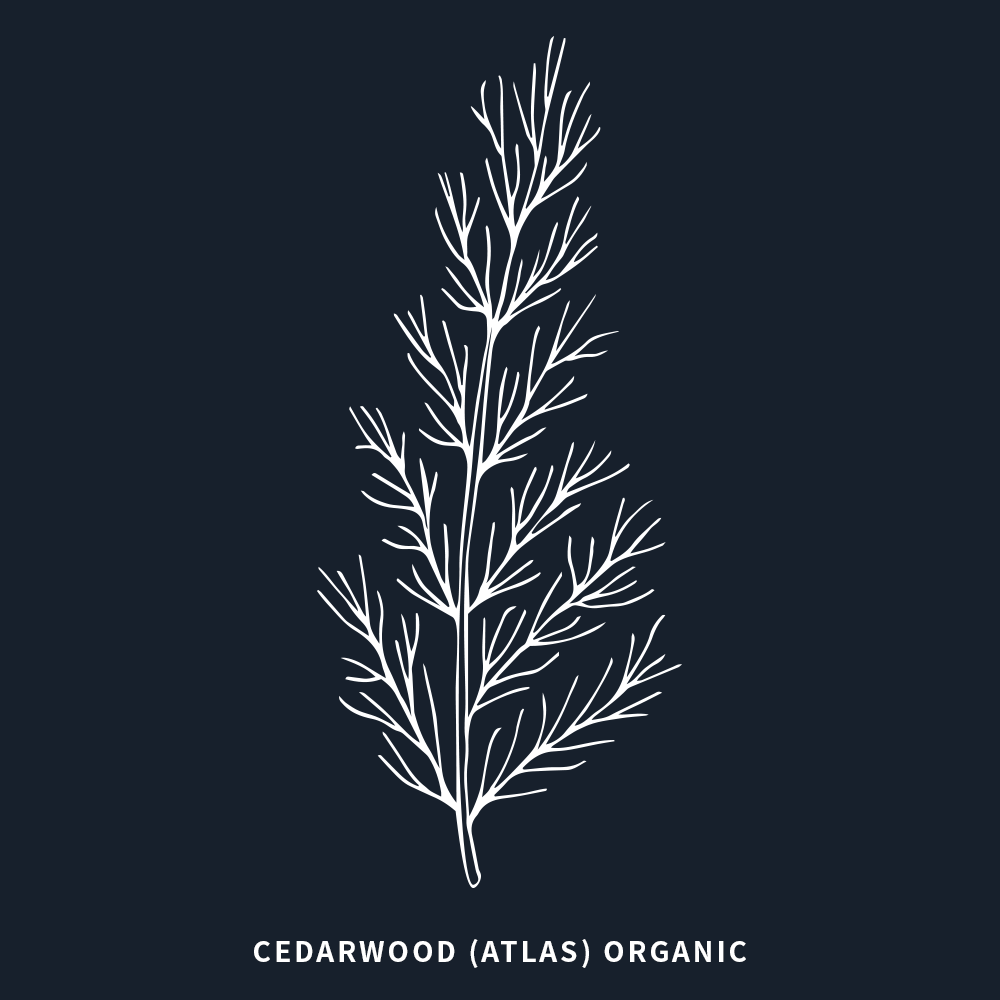 有機雪松 | Atlas Cedarwood Organic