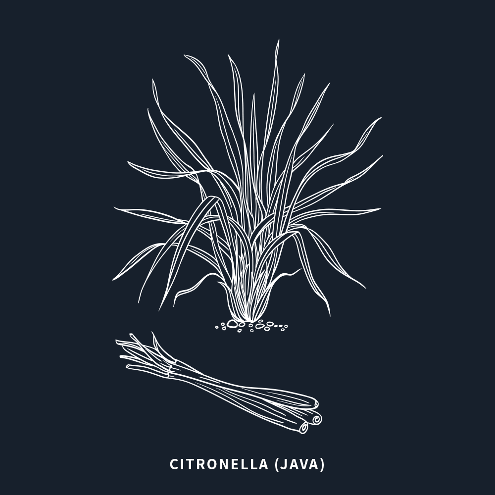 爪哇香茅 | Java Citronella