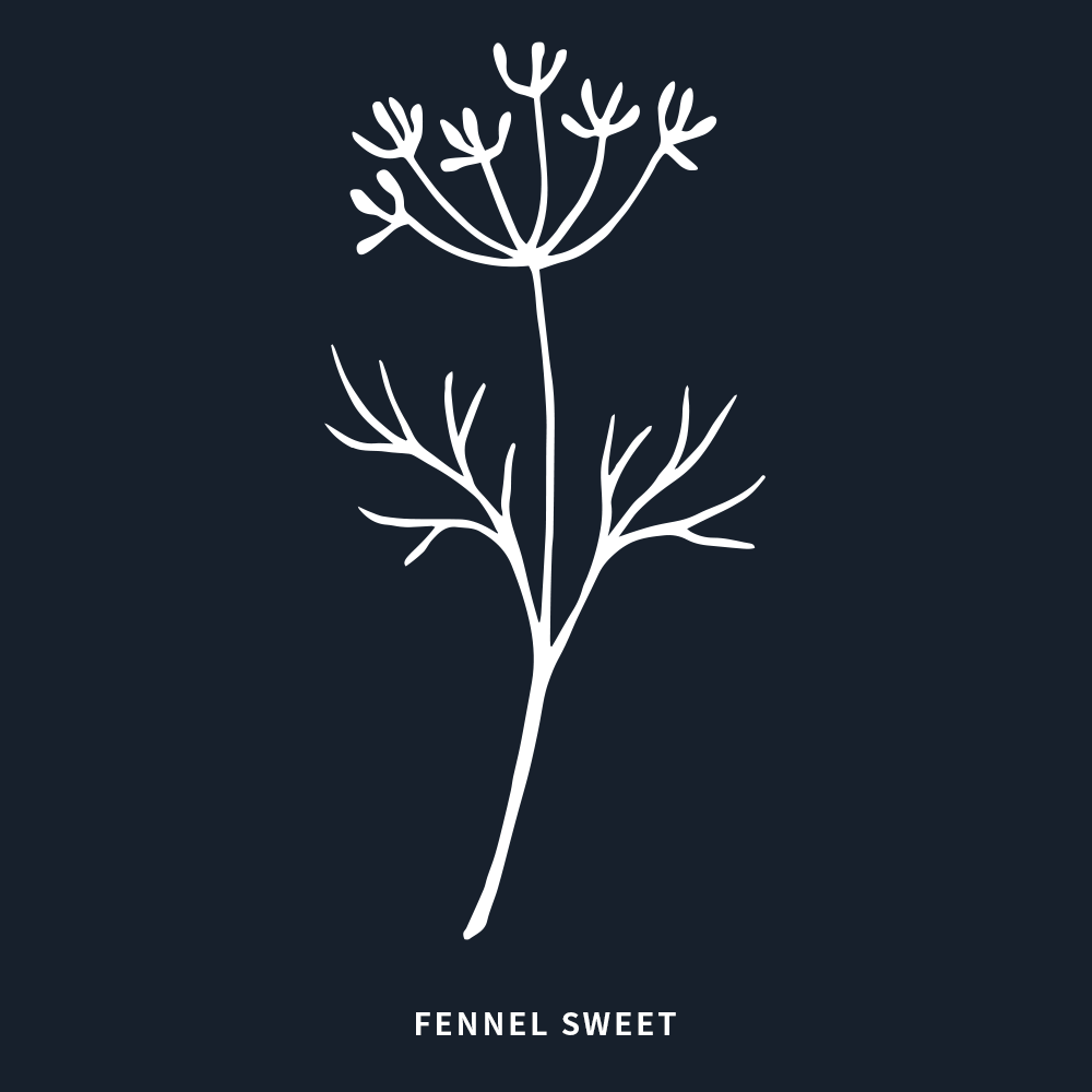 甜茴香 | Sweet Fennel