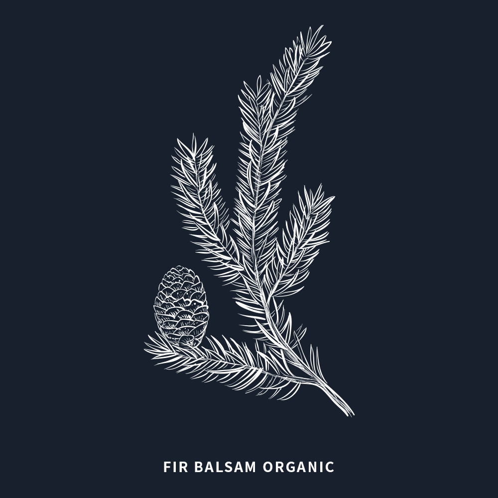 有機香脂冷杉 | Fir Balsam Organic