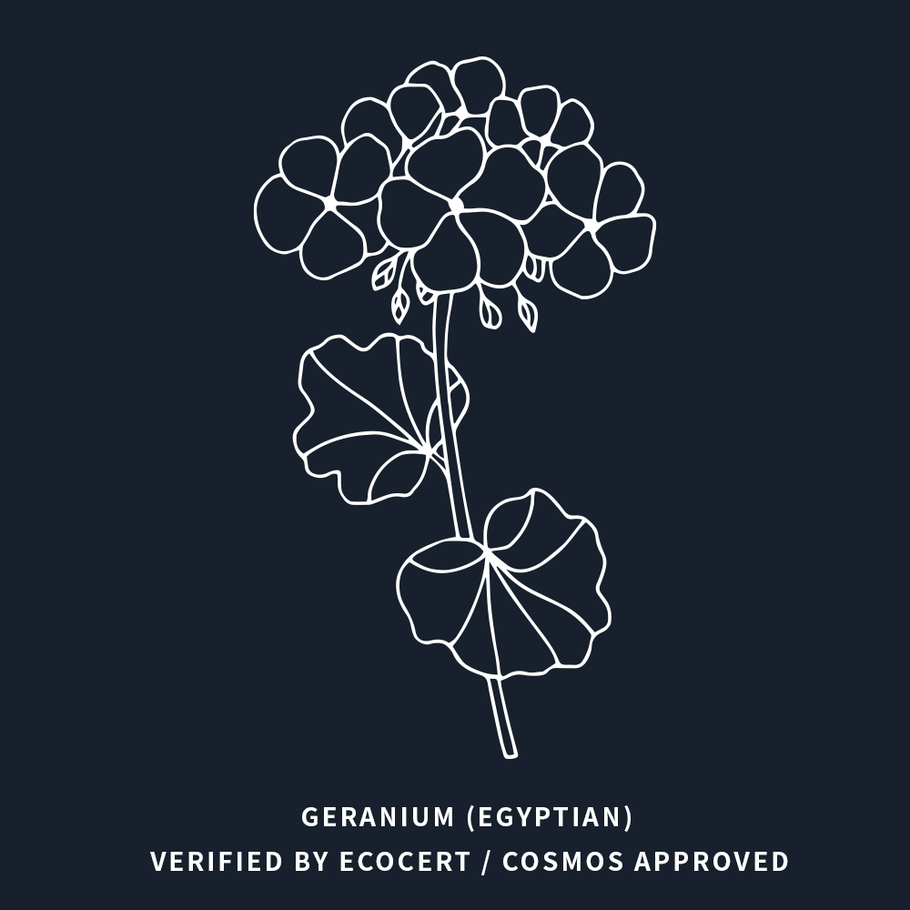 天竺葵 | Geranium