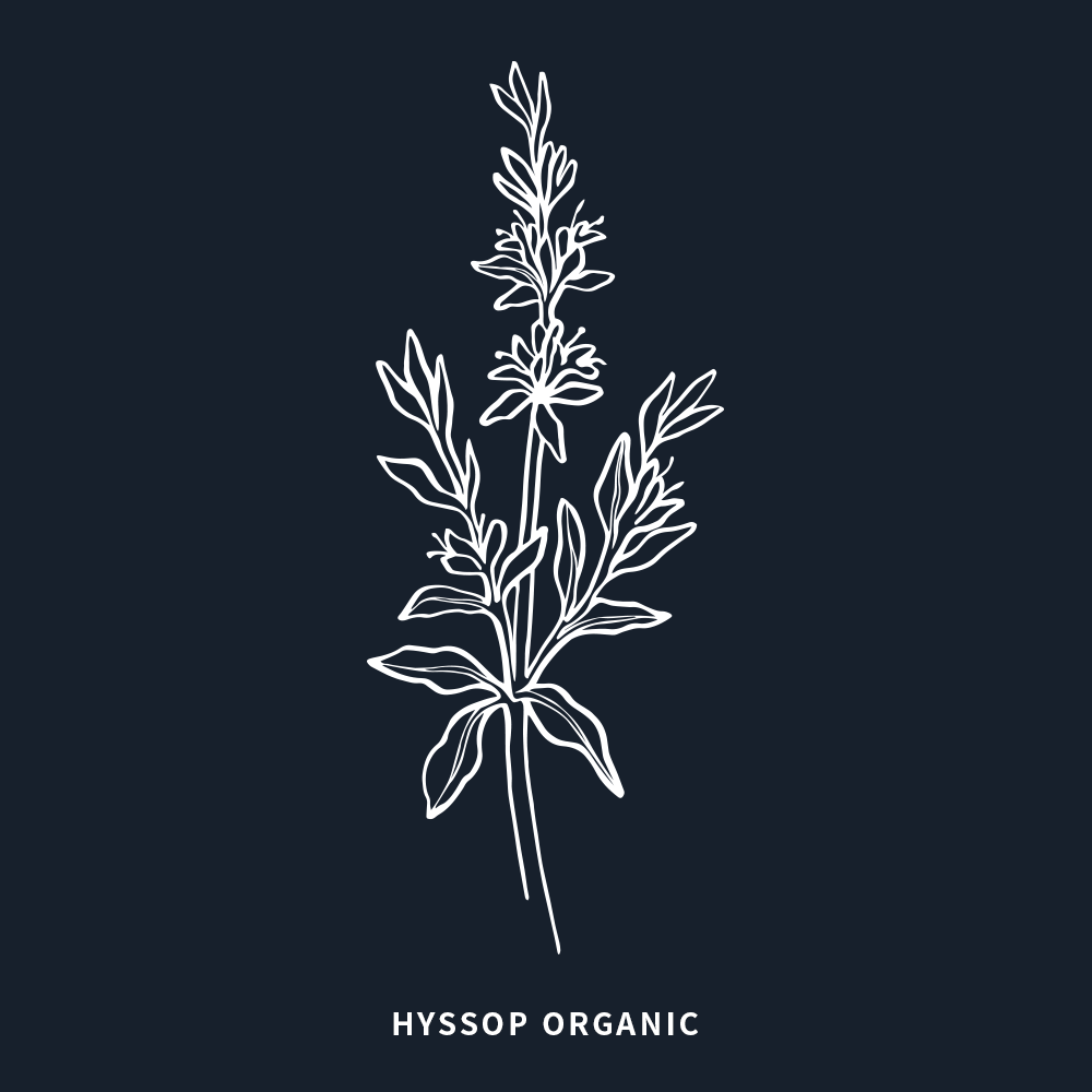 有機牛膝草 | Hyssop Organic