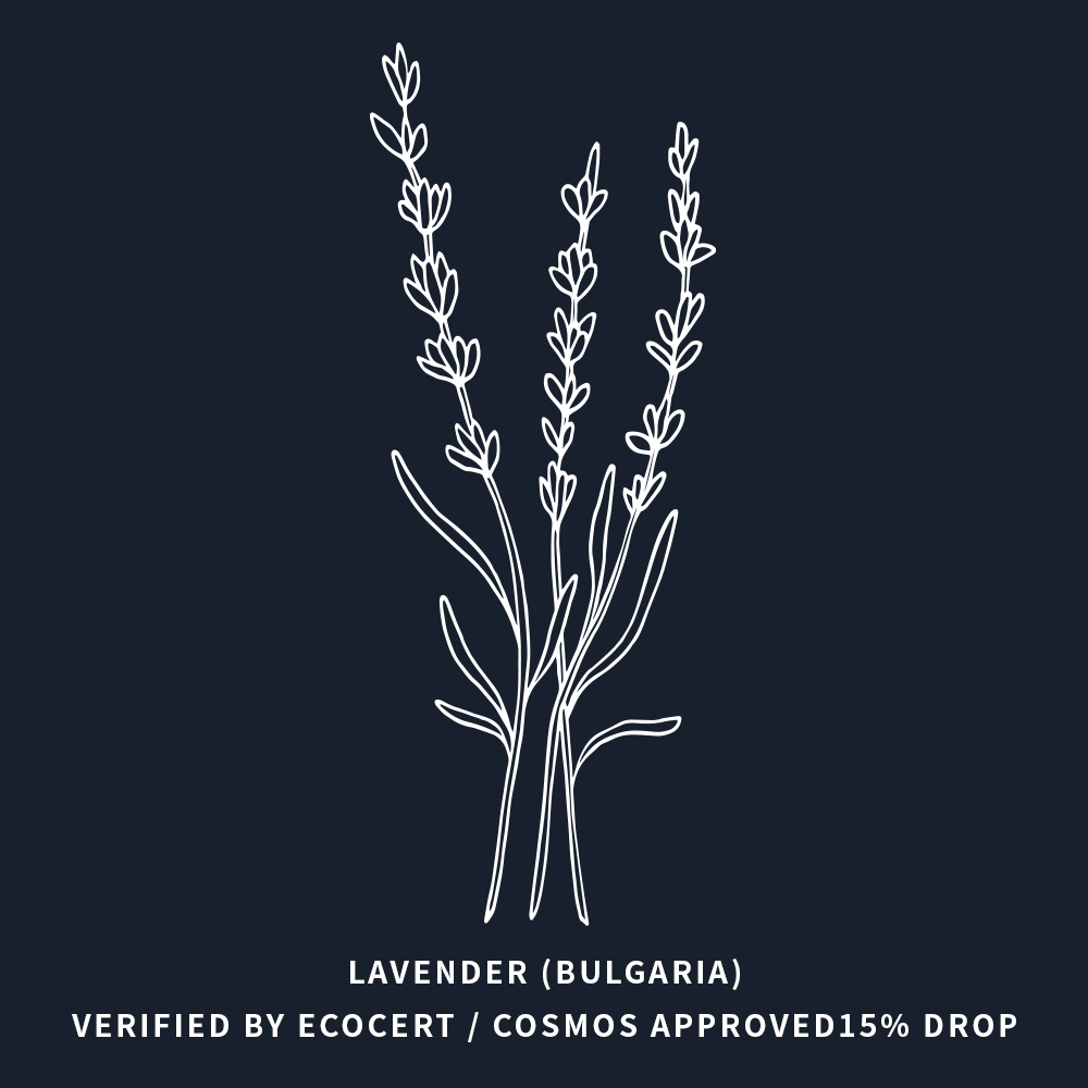 高地薰衣草 | Lavender