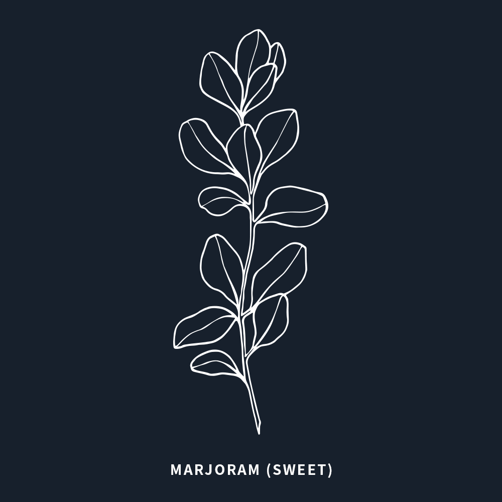 甜馬鬱蘭 | Sweet Marjoram