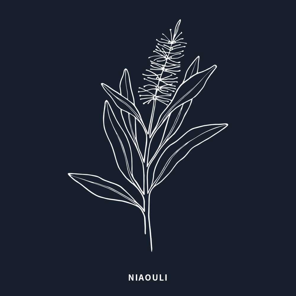 白千層 | Niaouli