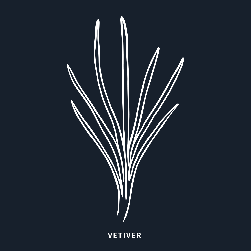 有機岩蘭草 | Vetiver Organic