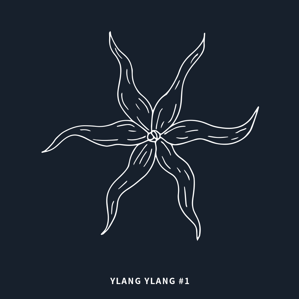特級依蘭 | Ylang Ylang #1