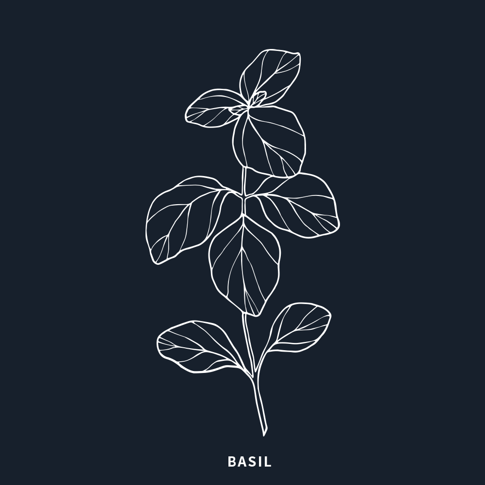 有機羅勒 | Basil Organic