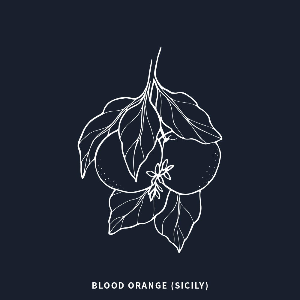 血橙 | Blood Orange