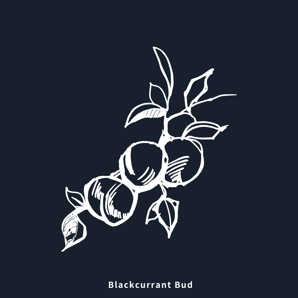 黑醋栗 | Blackcurrant Bud Absolute