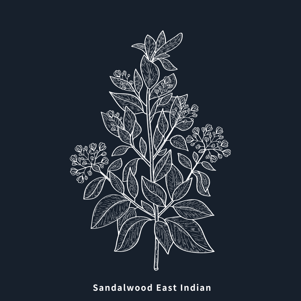 東印度檀香 | East Indian Sandalwood | 5ml